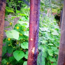 Used fishing nets used to support cucumber