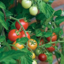 that organically grown tomatoes have more antioxidants