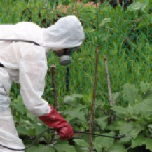 Robin applying neem to aubergine plants at the Heritage (organic) Garden
