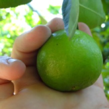 Fresh lime being harvested at the Heritage (organic) Garden
